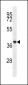 PQLC2 Antibody (C-term)